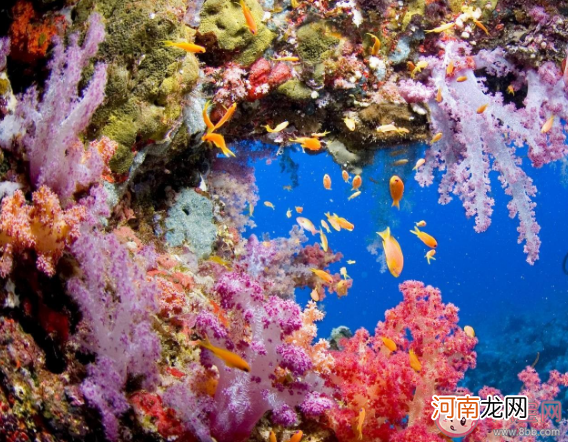 海洋生态|红树林深渊带哪种海洋生态更适应高盐的潮间带环境 神奇海洋10月17日答案