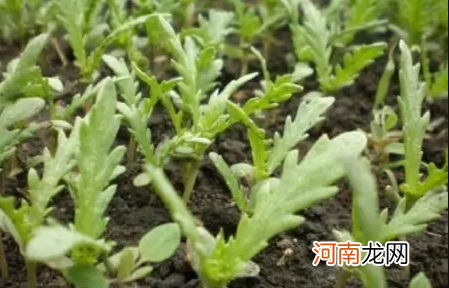 茼蒿菜的种子要几天才能发芽