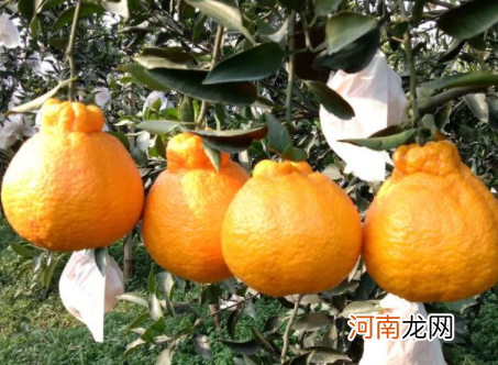 十一月份摘的丑橘好吃吗