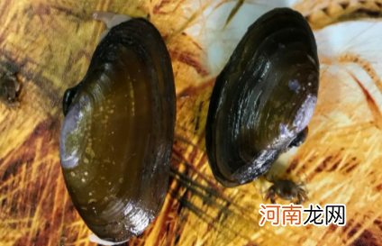 沙螺怎么洗才干净