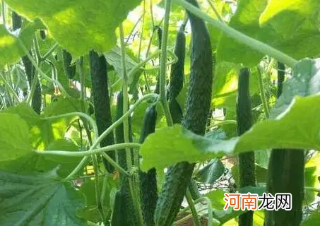 黄瓜为什么有苦味