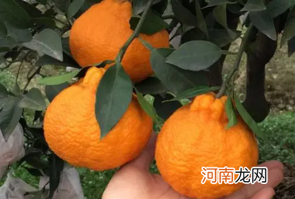 丑橘刚摘下来要放几天才成熟吗