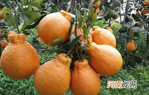 ?丑橘吃着酸是没熟吗