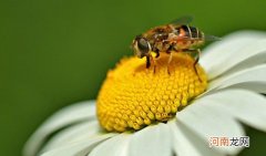 被蜜蜂蛰了怎么处理 被蜜蜂蛰的3个急救措施
