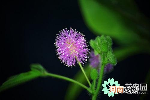 含羞草有毒吗，能摸吗？