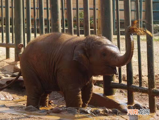 小象莫莉出什么事了,小象莫莉被解救了吗?