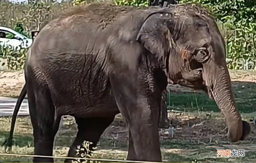 小象莫莉出什么事了,小象莫莉被解救了吗?