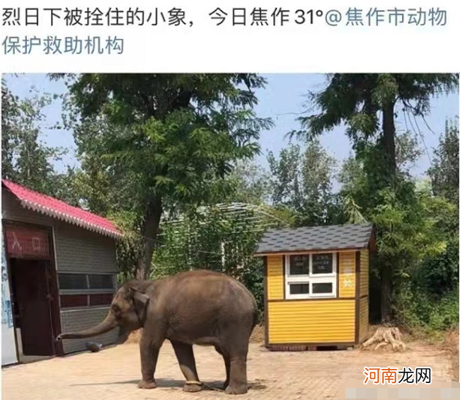 小象莫莉出什么事了,小象莫莉被解救了吗?