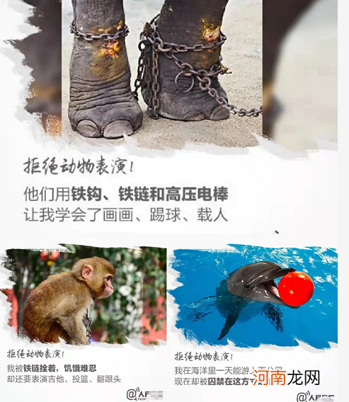 小象莫莉出什么事了，小象莫莉被解救了吗？