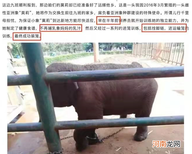 小象莫莉出什么事了,小象莫莉被解救了吗?