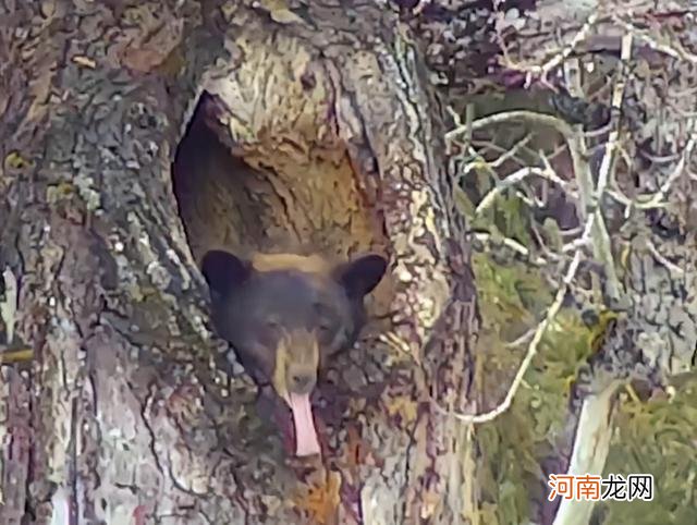 熊冬眠吗，熊冬眠时间多长？