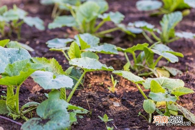 黄瓜种植注意事项 秋黄瓜什么时候种最好