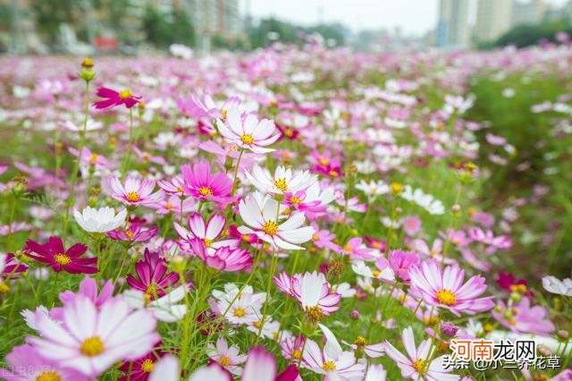 格桑花生长环境简介 波斯菊什么时候开花