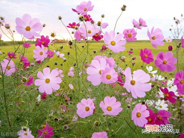 格桑花生长环境简介 波斯菊什么时候开花