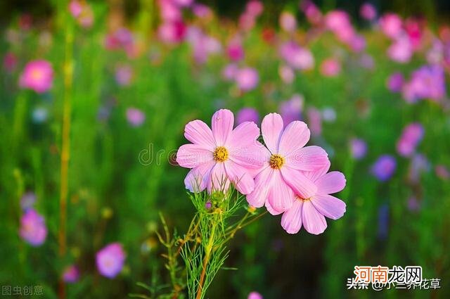 格桑花生长环境简介 波斯菊什么时候开花