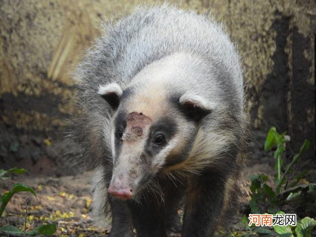 猪獾和狗獾的区别 猹是什么动物