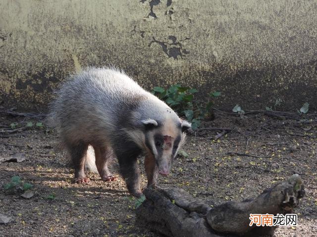 猪獾和狗獾的区别 猹是什么动物