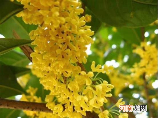 十二月分别代表什么花,杏月的月份是几月?