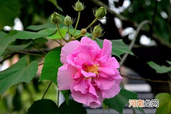 十二月分别代表什么花,杏月的月份是几月?