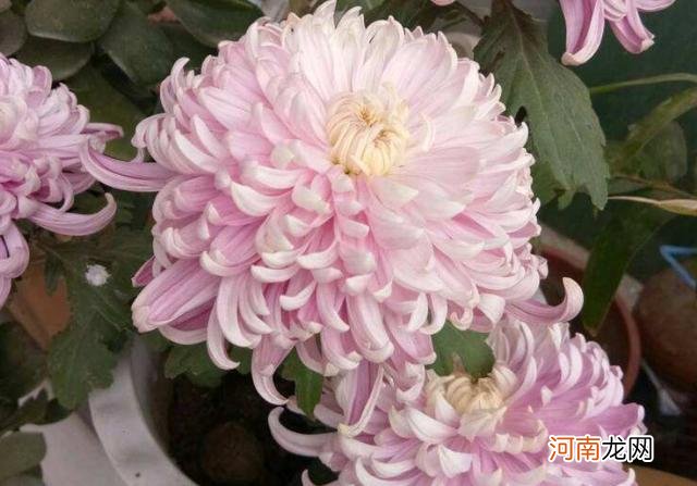 十二月分别代表什么花,杏月的月份是几月?