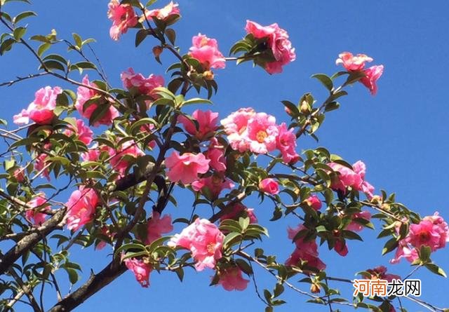 十二月分别代表什么花,杏月的月份是几月?