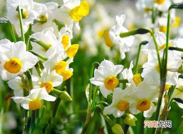 十二月分别代表什么花,杏月的月份是几月?