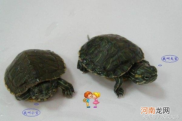 成年龟和亚成年龟的辨别方法 如何区分幼龟和成年龟