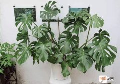 室内植物甲醛吸收能力排行榜 什么植物吸收甲醛