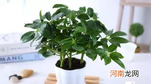 室内植物甲醛吸收能力排行榜 什么植物吸收甲醛