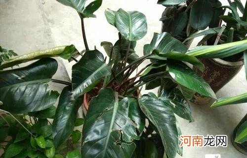 室内植物甲醛吸收能力排行榜 什么植物吸收甲醛