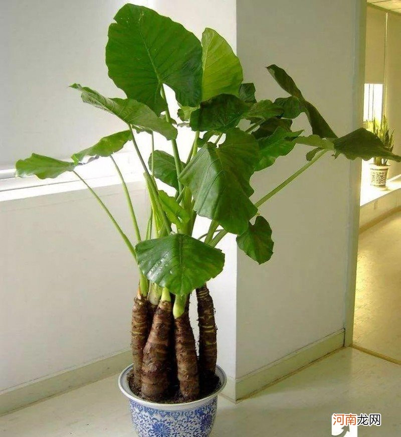 室内植物甲醛吸收能力排行榜 什么植物吸收甲醛