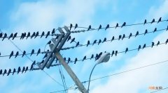 鸟站在高压线上不触电的原理 小鸟站在高压线上为什么不会触电