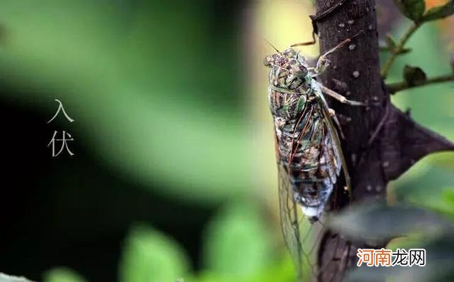 三伏天是几月份到几月份,如何度过三伏天?