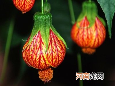 灯笼花怎么养殖，怎么施肥？