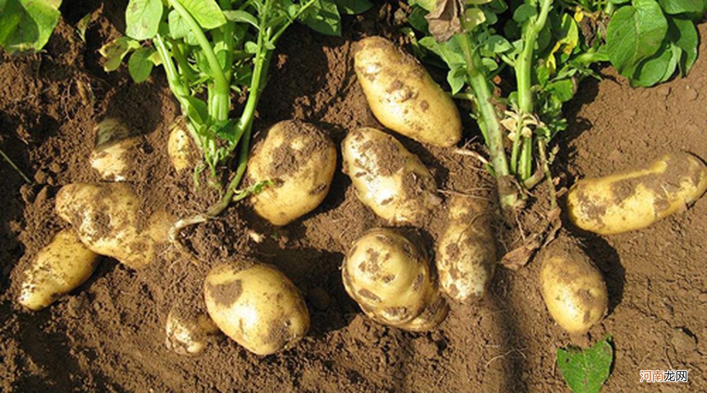 土豆怎么种植才能高产，如何施肥？