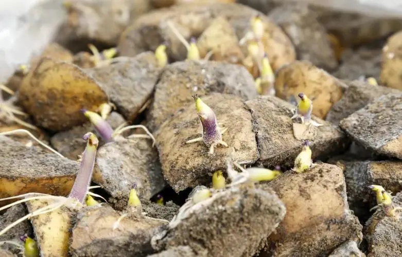 土豆怎么种植才能高产，如何施肥？