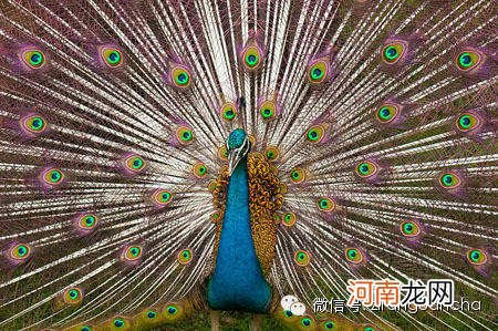 世界十大最美的国鸟 印度的国鸟是什么