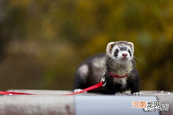 适合十二星座的专属灵兽 12星座适合养什么动物