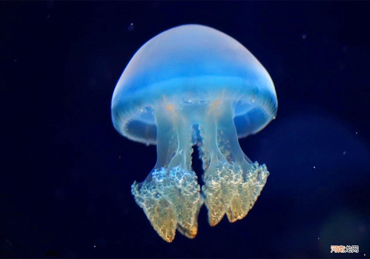 海蜇和水母是一种动物吗，如何区分？