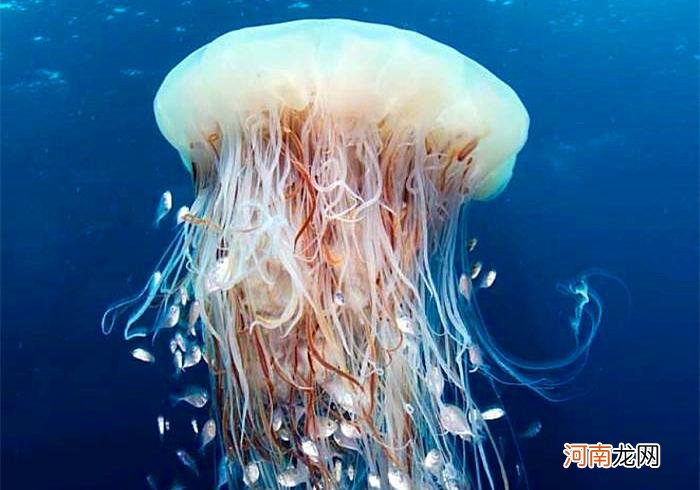 海蜇和水母是一种动物吗，如何区分？