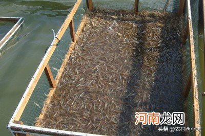 青虾是淡水虾还是海水虾，如何养殖青虾？