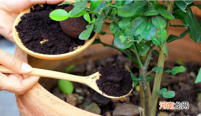咖啡渣养花的5大妙用 咖啡粉可以做肥料吗