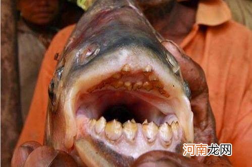 世界十大凶猛淡水鱼排名 最凶猛的淡水鱼是什么鱼