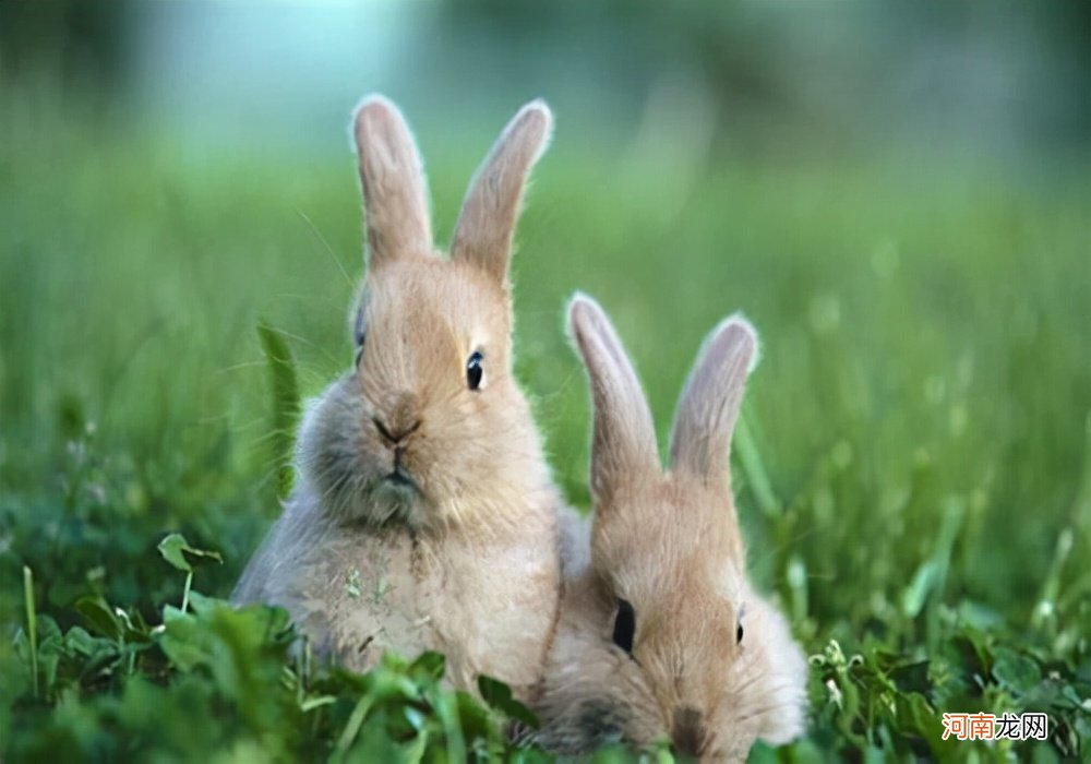兔子吃什么食物，不能吃哪些东西？
