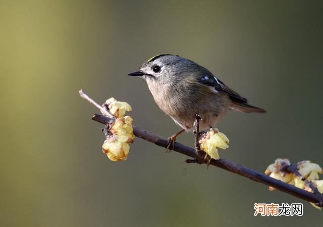 世界各国国鸟大全 印度的国鸟是什么鸟