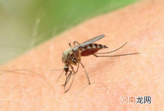 蚊子喜欢咬什么样的人呢，和血型有关系吗？