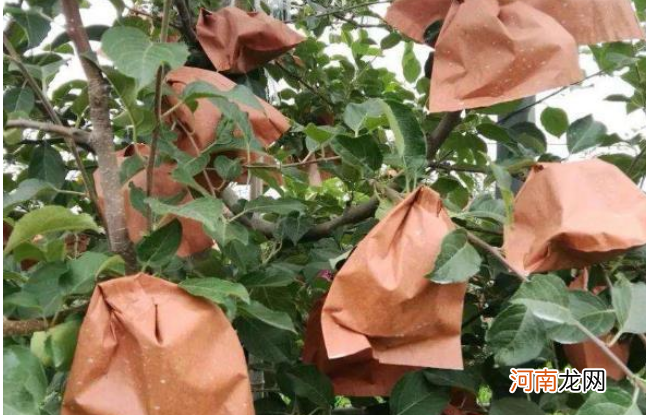 为什么要给苹果套上袋子,有什么作用呢?