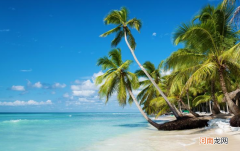 椰子树生长特点介绍 为什么椰子树大多生长在海边