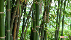 为什么竹子中间是空心的，竹子空心有什么好处？