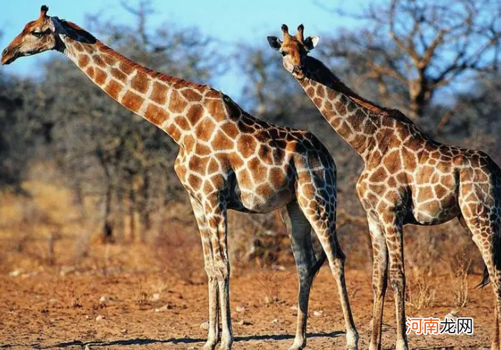 长颈鹿脖子的作用及特点 为什么长颈鹿的脖子很长